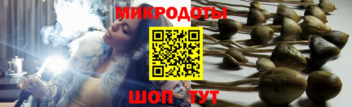 Псилоцибиновые грибы Psilocybine cubensis Коломна